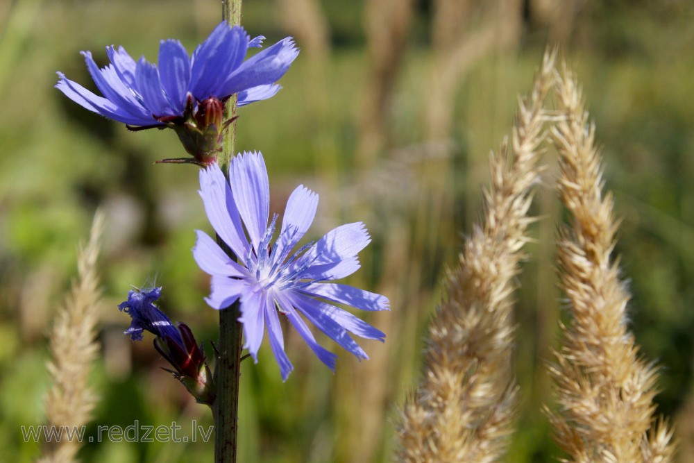 Common chicory