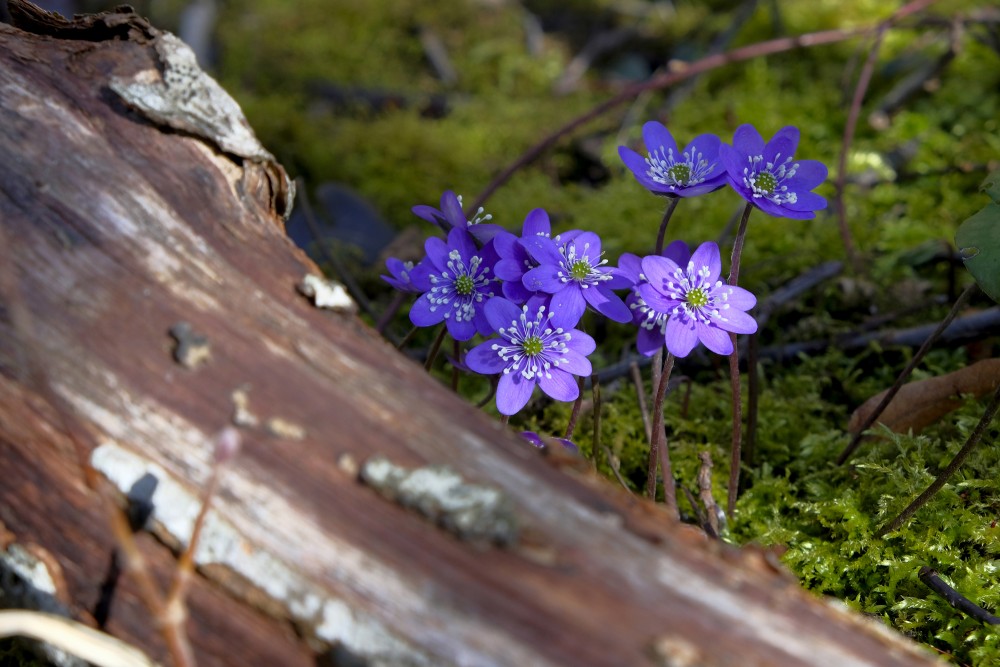 Kidneywort