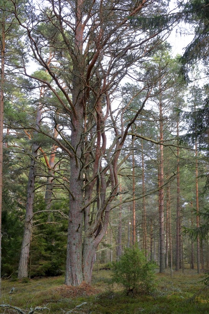 Gnarled Pine