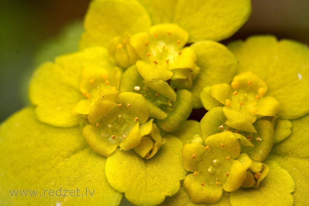 Close up of Chrysosplenium alternifolium