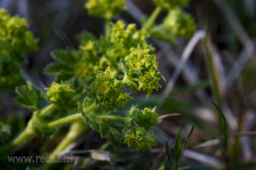 Common lady's mantle