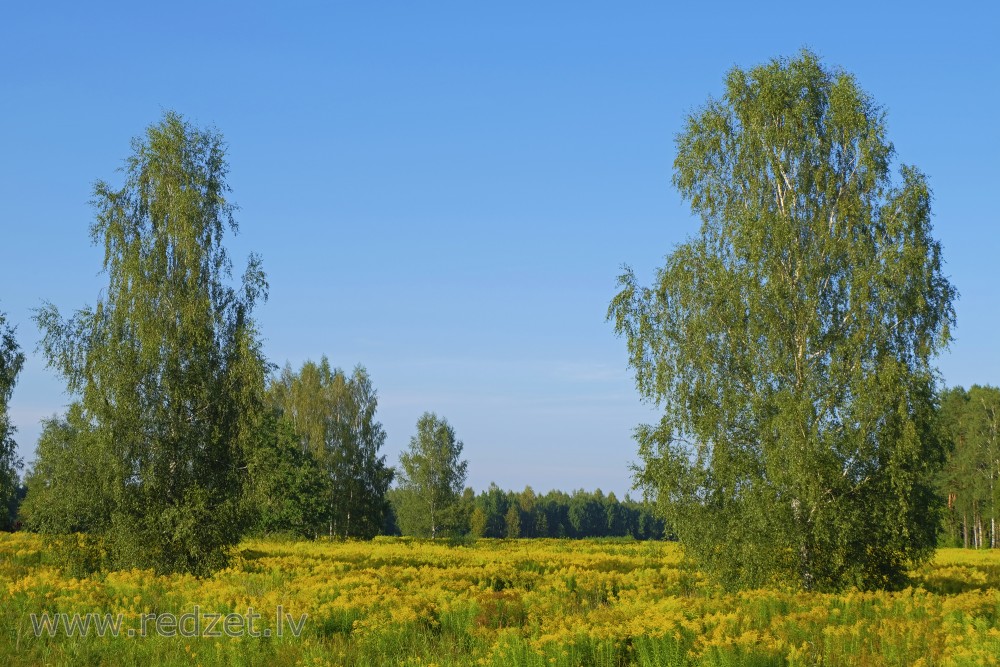 Canada goldenrod meadow