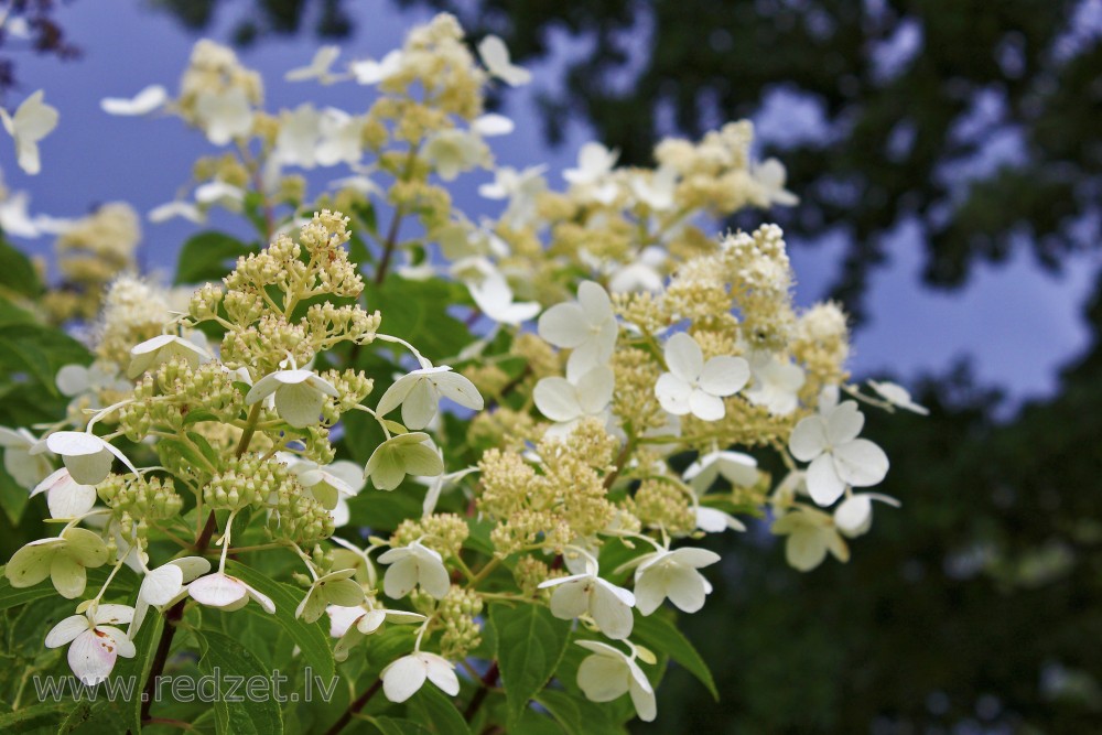 Skarainā hortenzija (Hydrangea paniculata 'Kyushu')