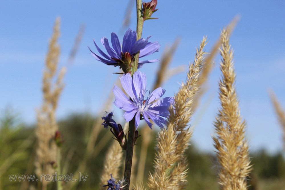 Common chicory