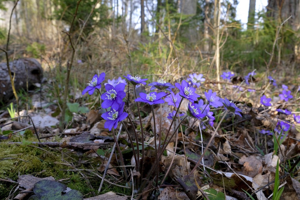 Kidneywort