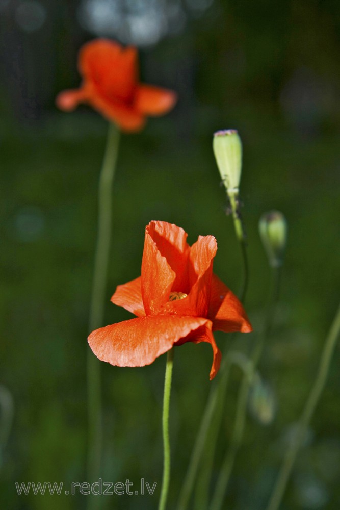 Long-headed Poppy
