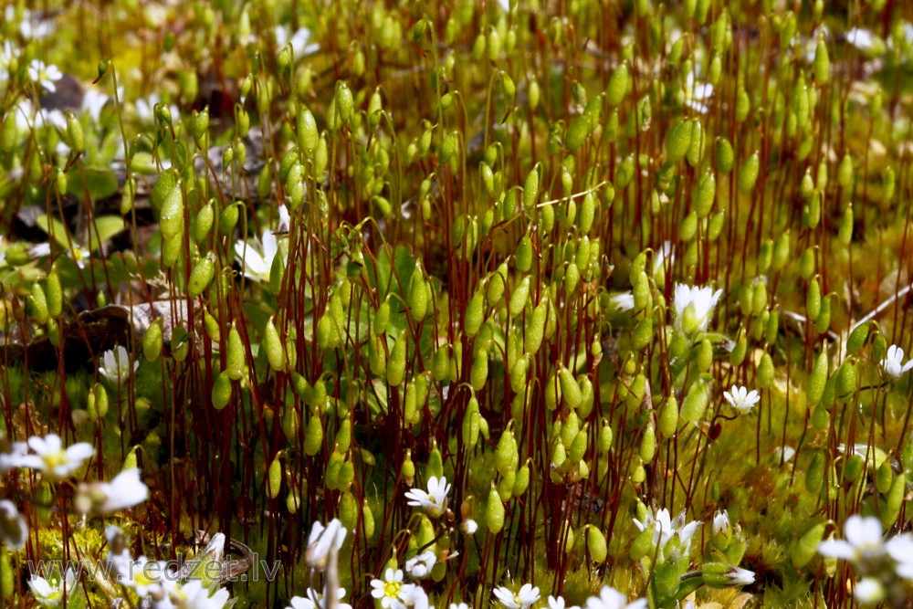 Nokarvācelīšu polija (Pohlia nutans)