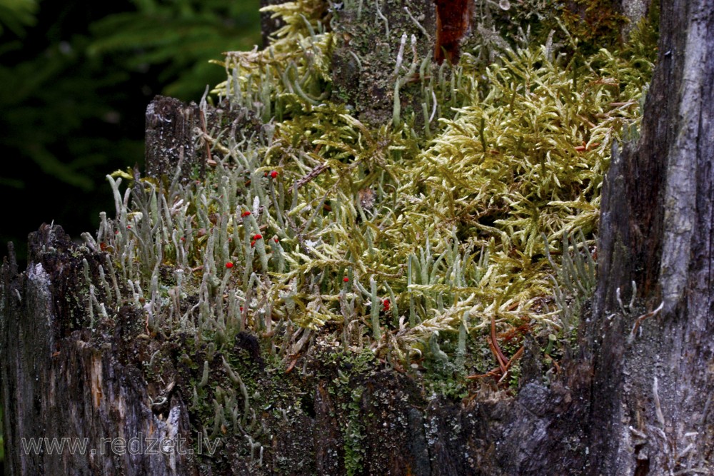 Lichen and Moss on a Tree Stump