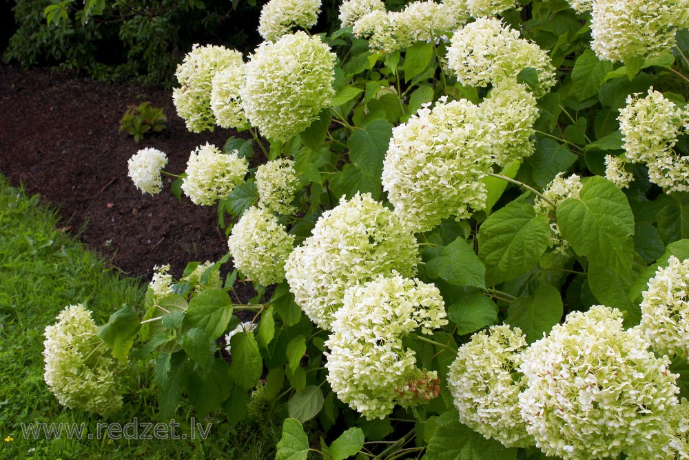 Smooth hydrangea ‘Annabelle’