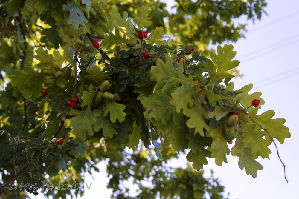 Oak nut and Rose hip