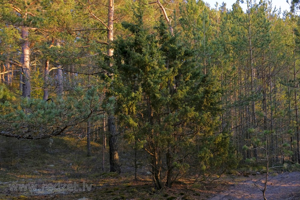 Juniper in the Forest