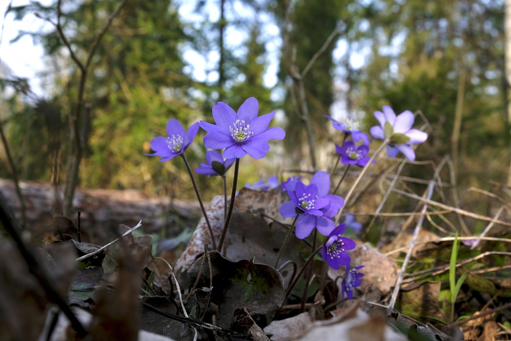 (Hepatica nobilis) Kidneywort
