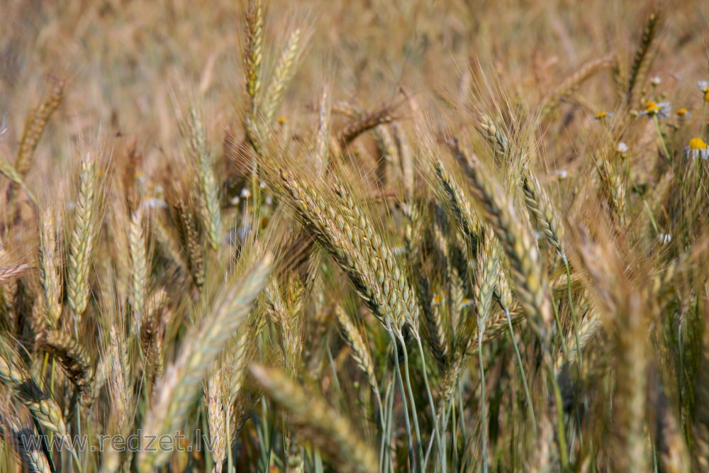 Rye Field