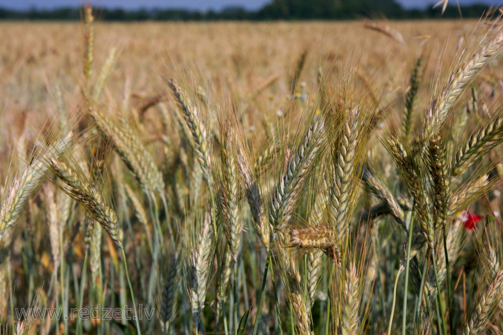 Rye Field