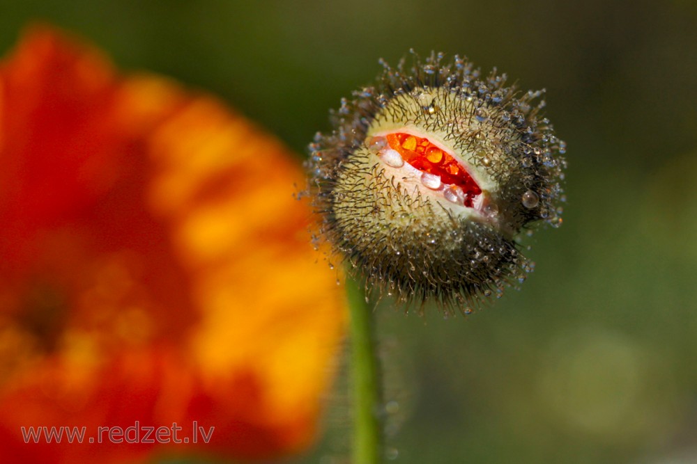 Oriental Poppy Flower Bud