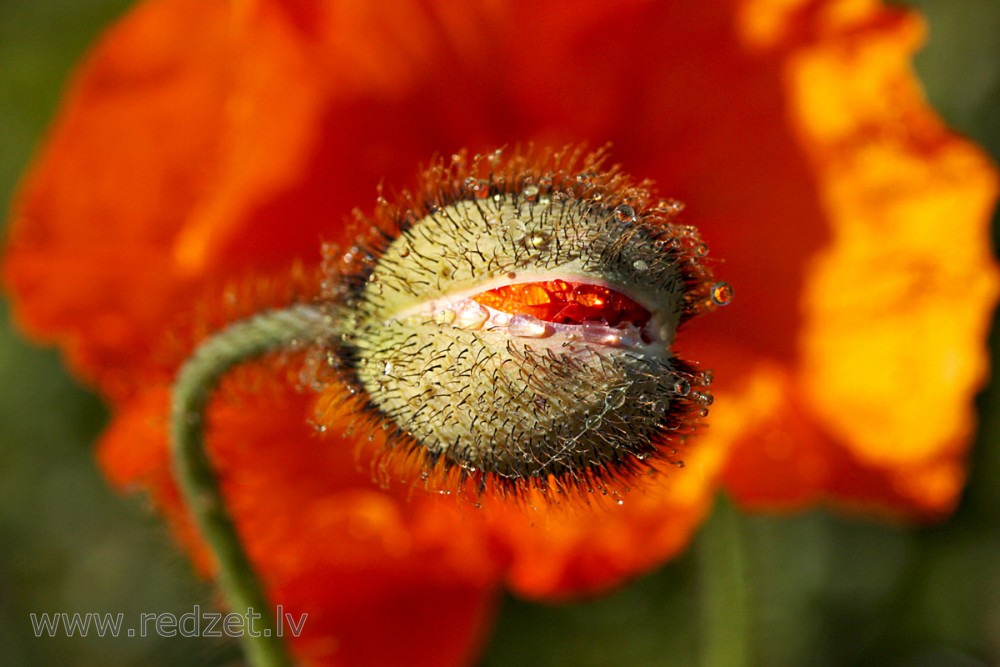 Oriental Poppy Flower Bud
