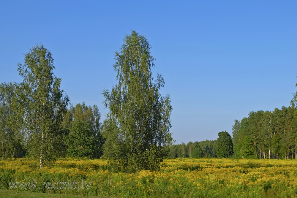 Canadian goldenrod field