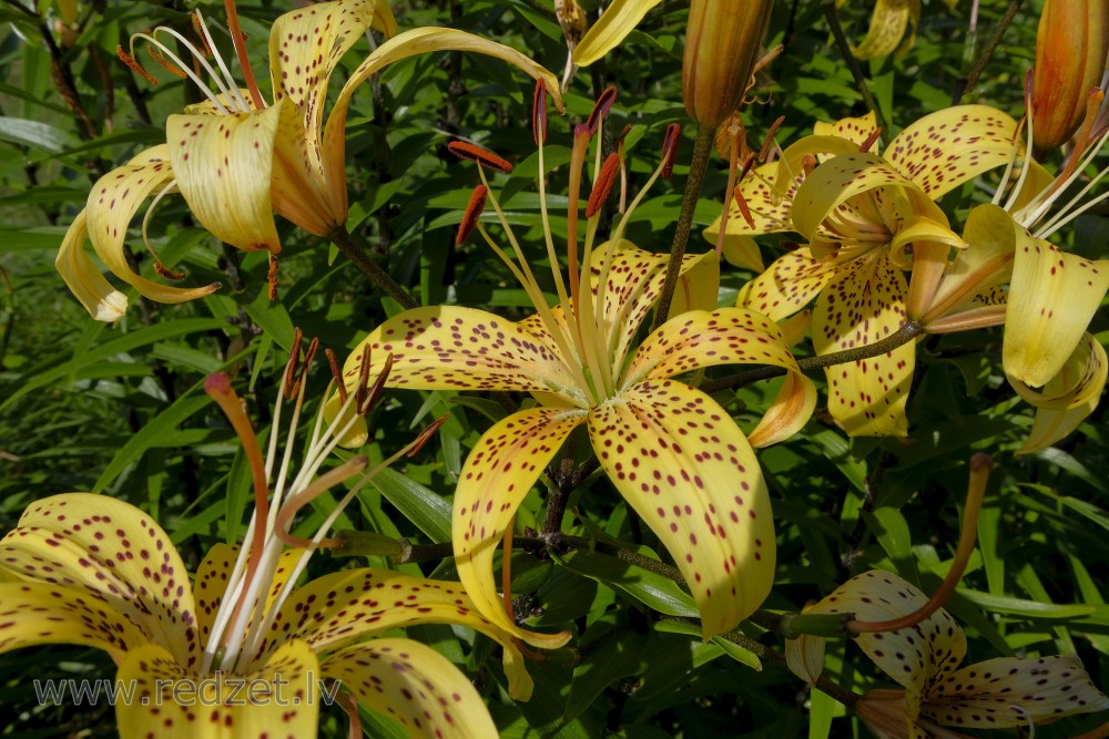 Tīģerlilijas (Lilium tigrinum, syn Lilium lancifolium)