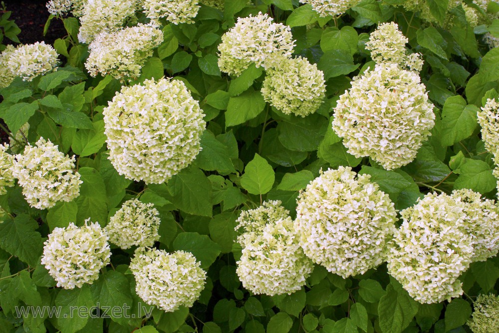 Smooth hydrangea ‘Annabelle’