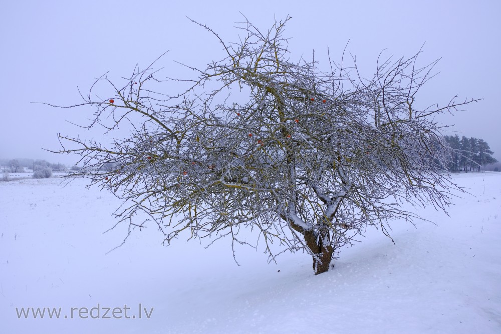 Apple tree in Winter