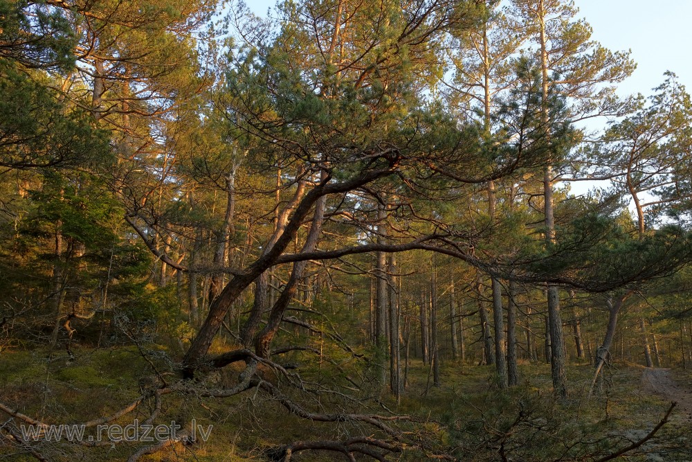 Pine Near the Sea