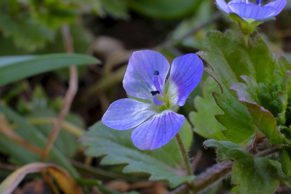 Veronica (plant)