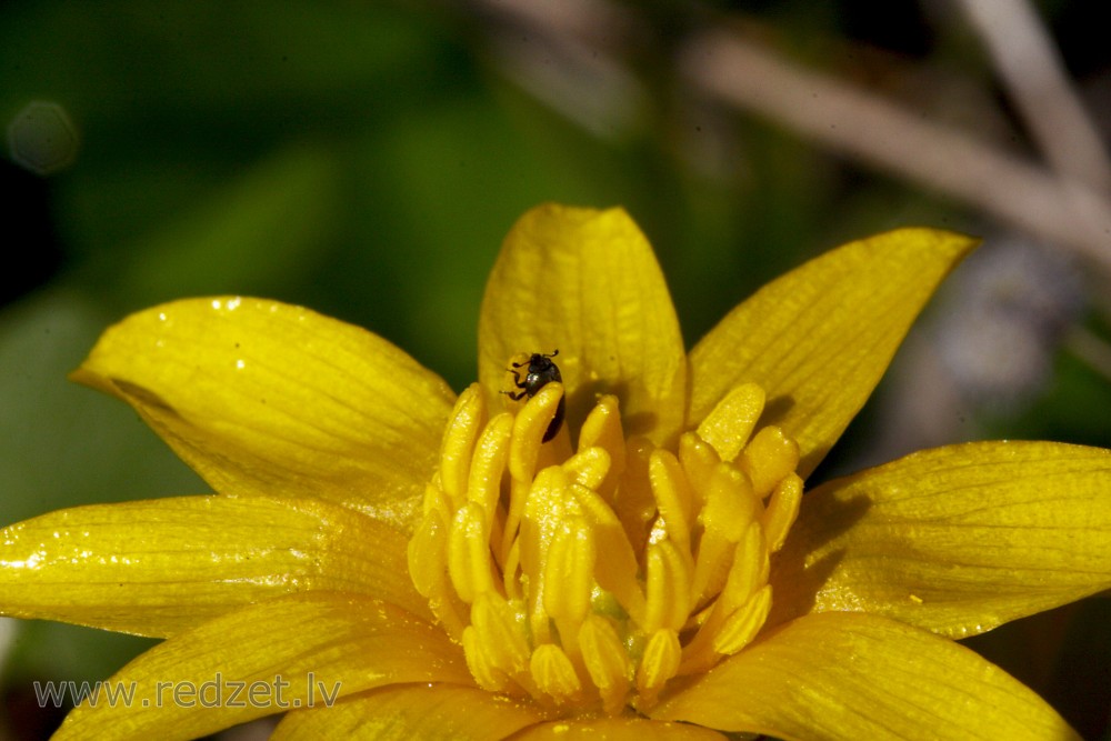 Close up of Lesser celandine