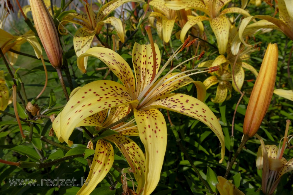 Tīģerlilijas (Lilium tigrinum, syn Lilium lancifolium)