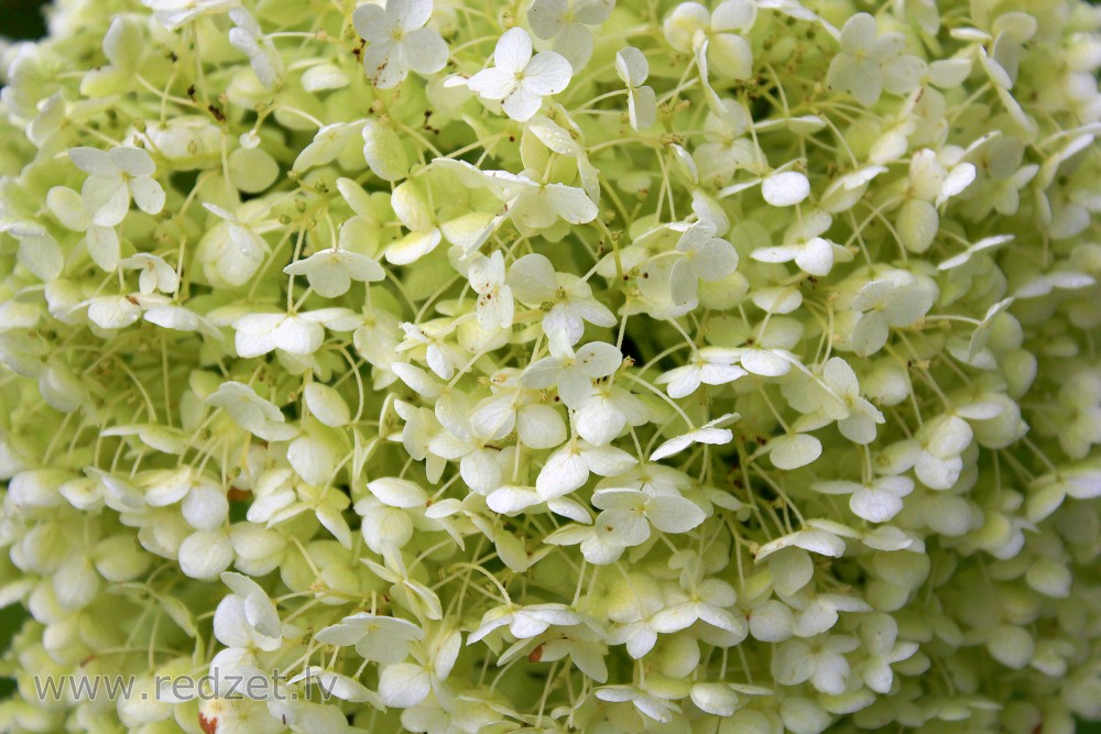 Smooth hydrangea ‘Annabelle’
