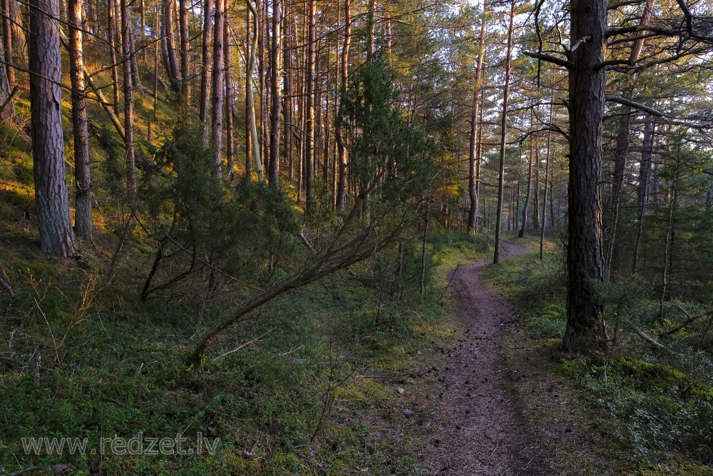 Juniper in a Pine Forest