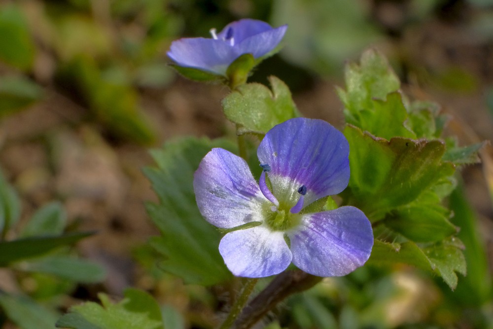 Veronica Flower