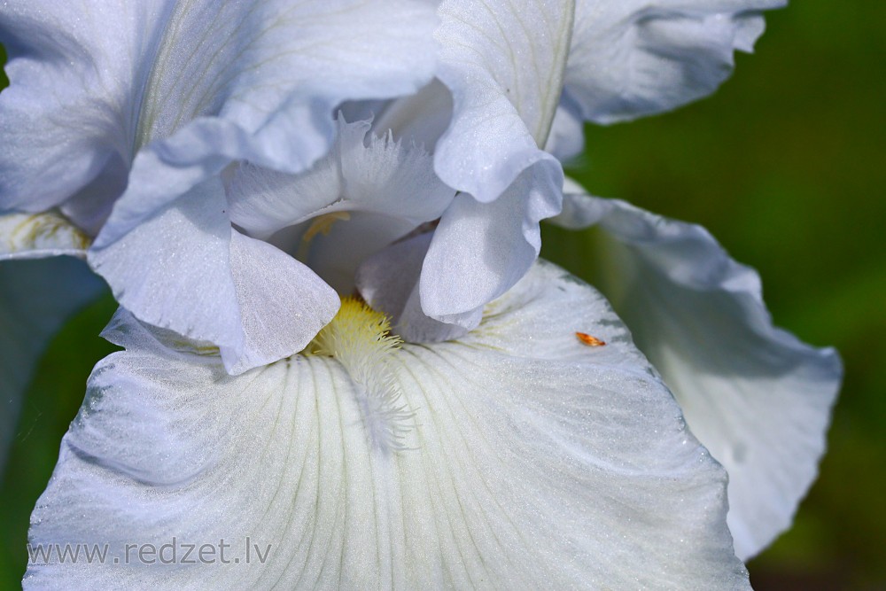 Īrisa zieda tuvplāns