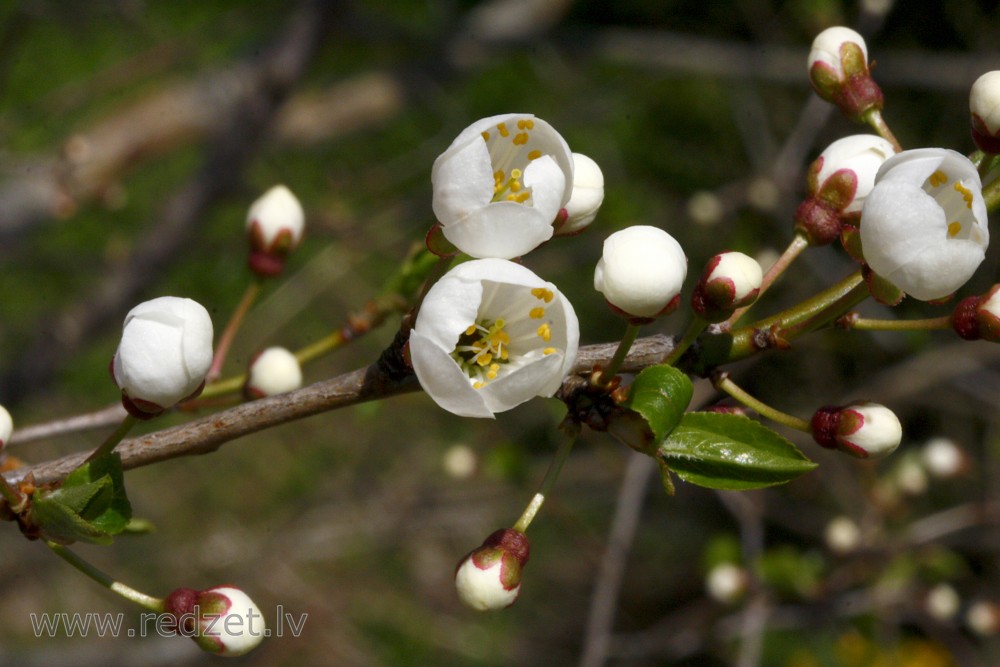 Ķiršu ziedi