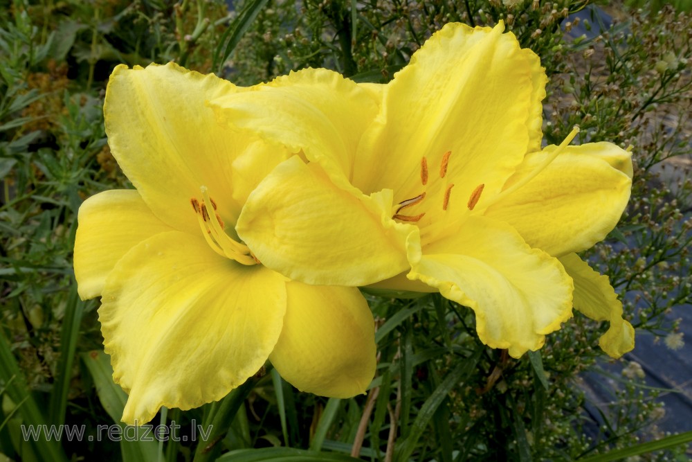 Daylilies