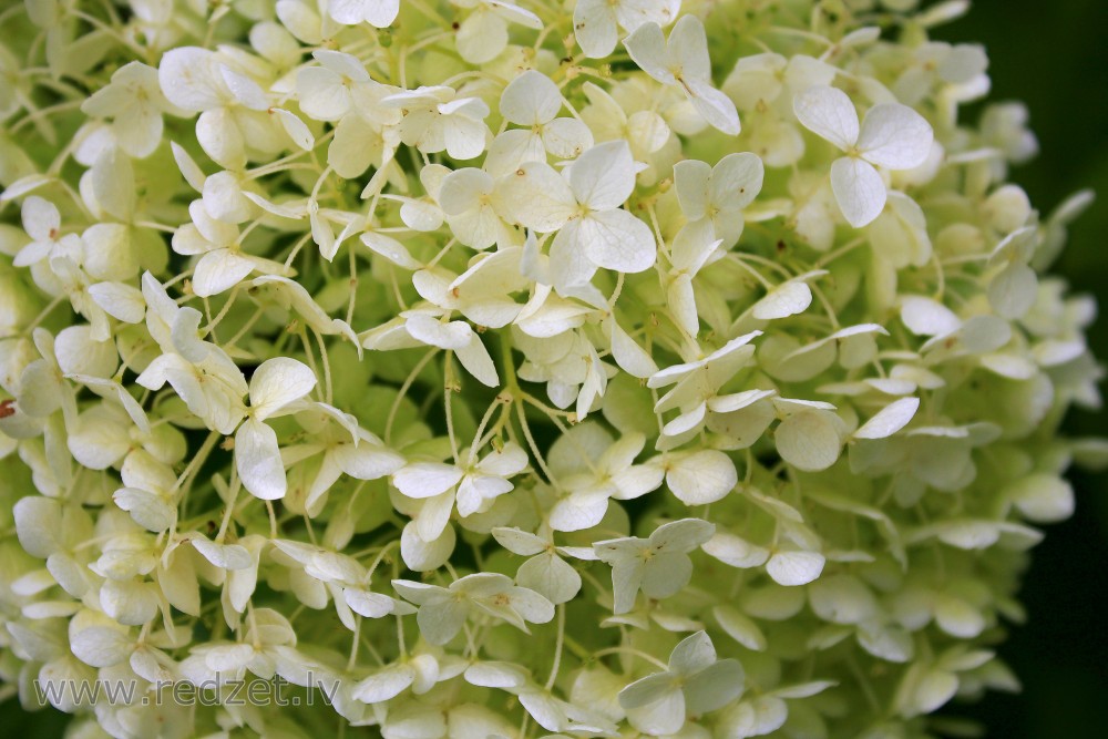 Smooth hydrangea ‘Annabelle’