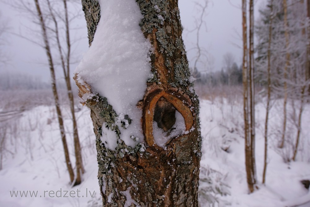 Vītola koka stumbra tuvplāns ziemā