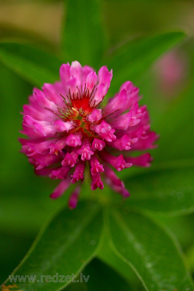Close up of Red Clover