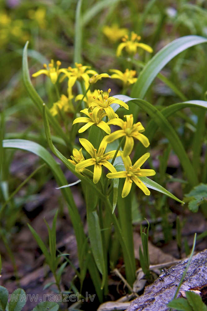 Yellow star-of-Bethlehem