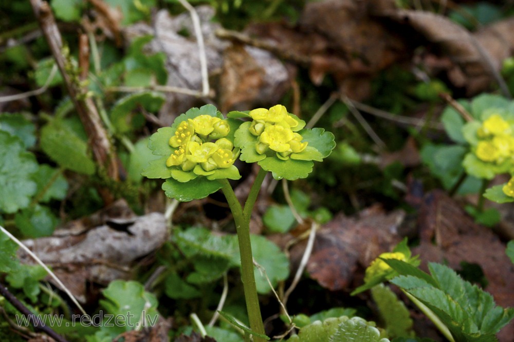 Alternate-leaved golden-saxifrage