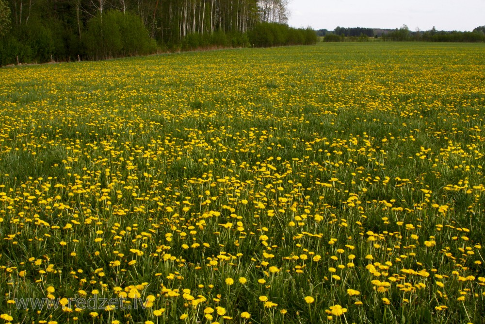 Pieneņu pļava