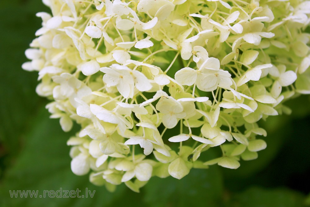 Smooth hydrangea ‘Annabelle’