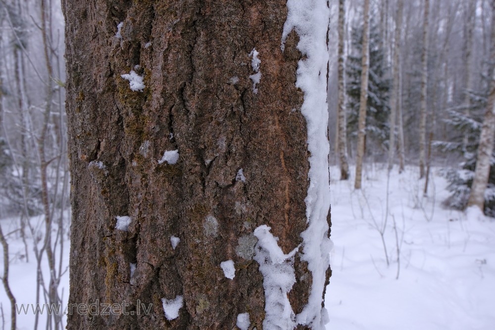 Tree Trunk in Winter