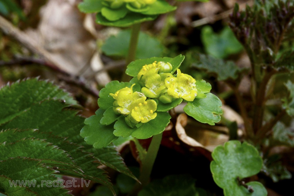 Alternate-leaved golden-saxifrage