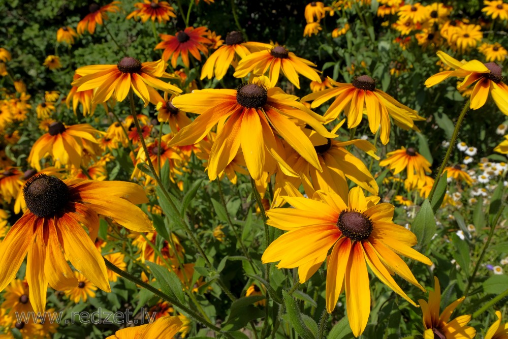 Black-Eyed Susan