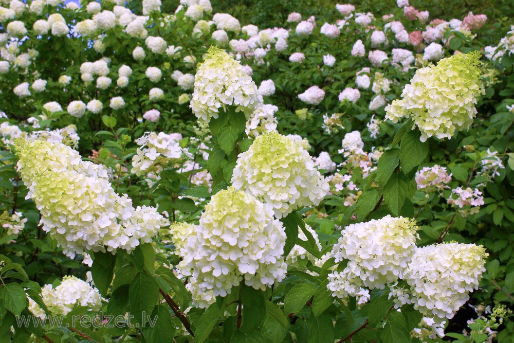 Panicled Hydrangea 'Polar Bear'