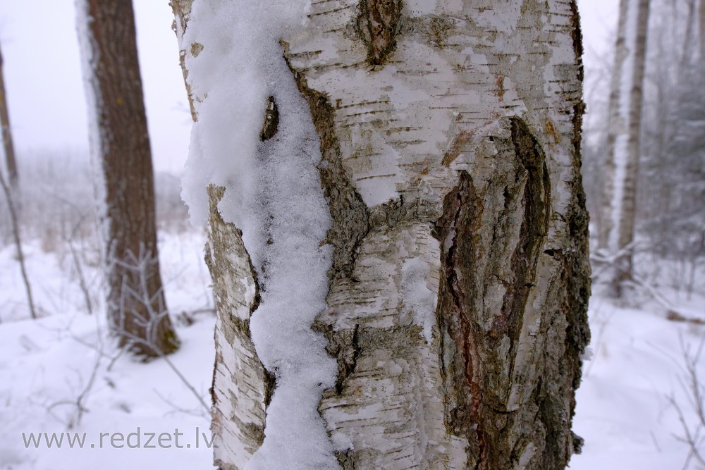 Birch Trunk in Winter