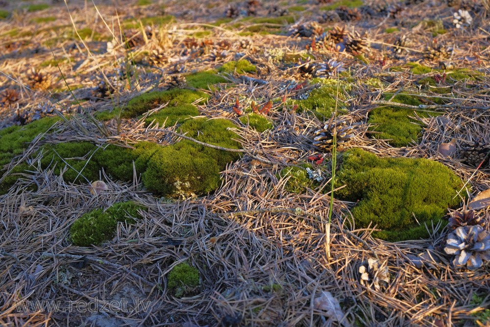 Moss in the Pine Forest