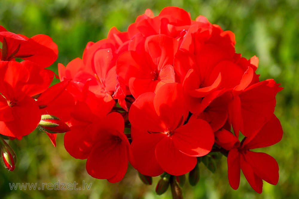 Pelargonija
