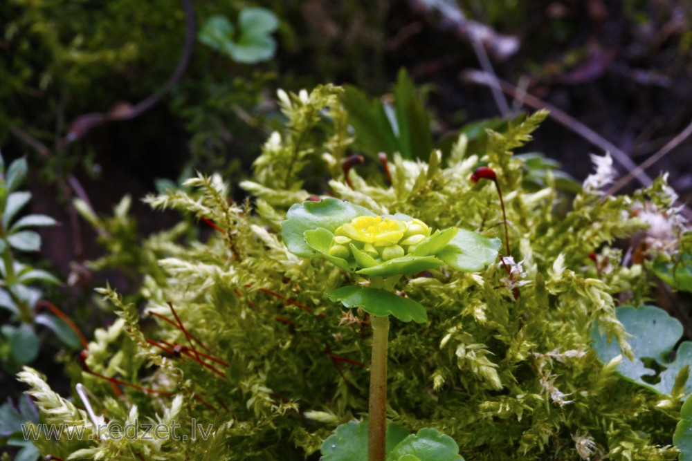 Chrysosplenium alternifolium and Moss