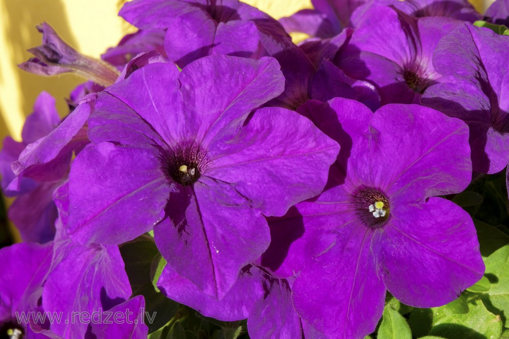 Violetas petūnijas